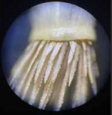 Mikroskopieren von Pflanzensamen